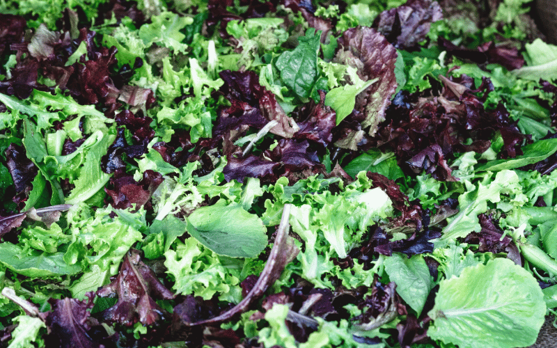 Leafy Greens A Low-Carb Option for Nutritional Excellence