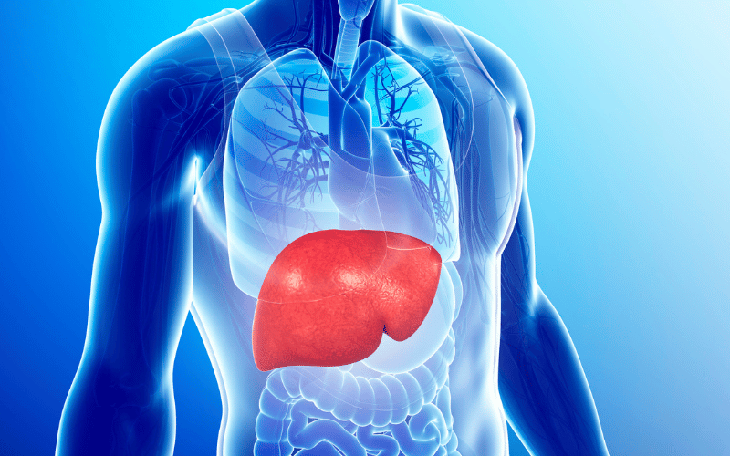 Liver Dysfunction - Guarding Your Body’s Powerhouse