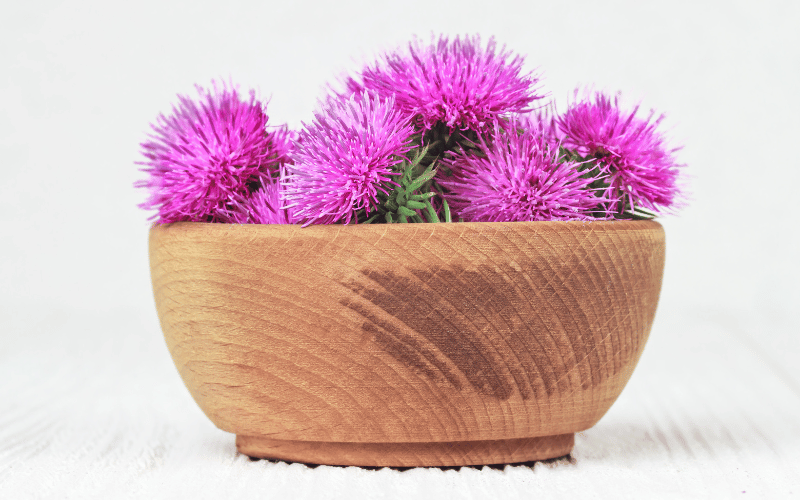 Milk Thistle – A Silymarin-Rich Protector