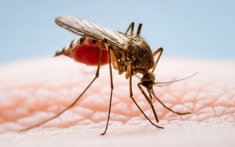 Silent Stings that Sing The Aedes Mosquito as the Vector