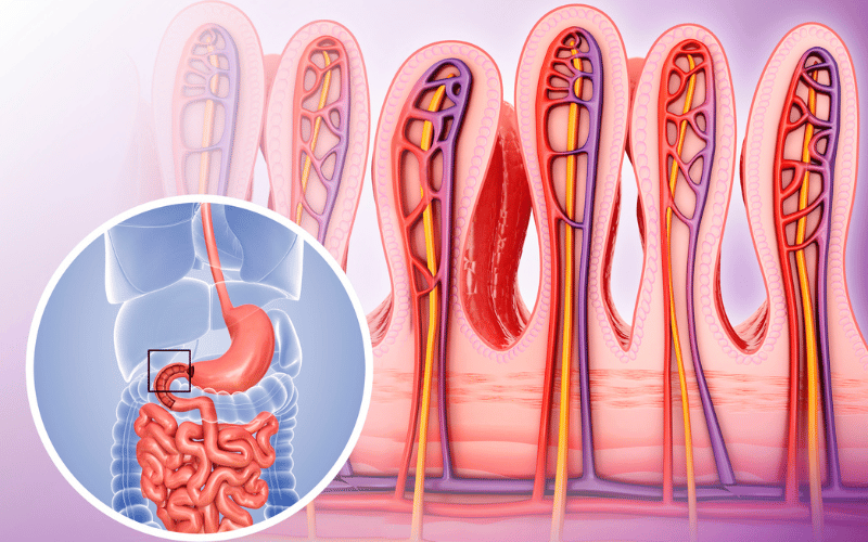 Spotlight on the Small Intestine