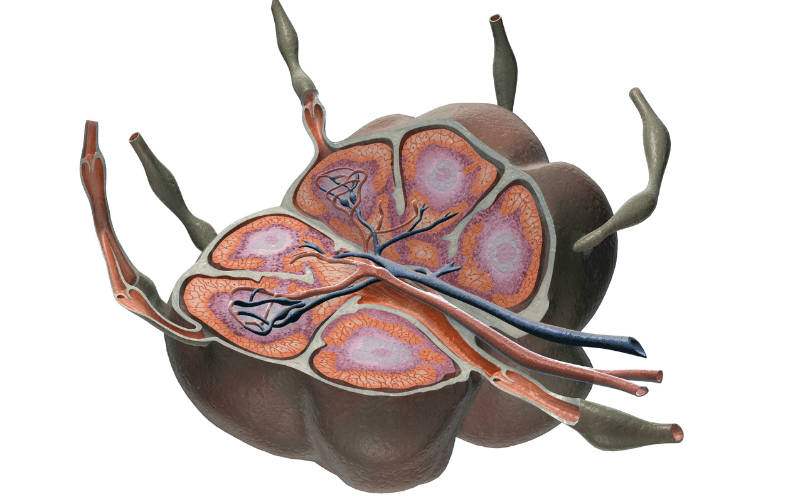 Swelling of Lymph Nodes