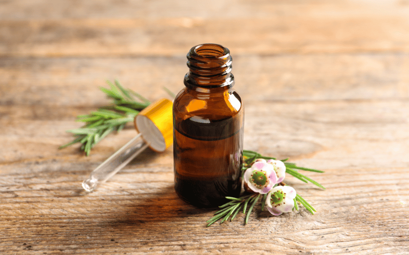 Tea Tree Oil – Harnessing the Power of Melaleuca