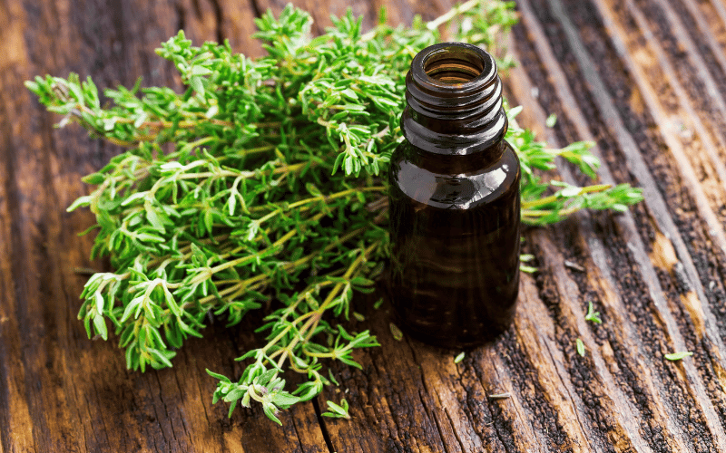 Thyme Oil