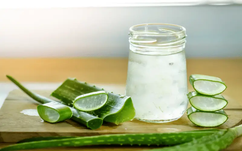 Aloe Vera Nature’s Soothing Agent for Hemorrhoids