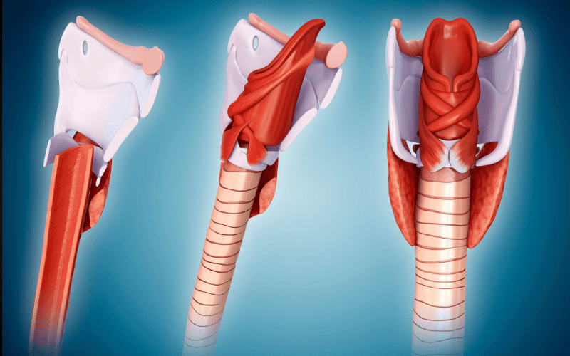 The Anatomy of Tracheomalacia Understanding the Tracheal Structure