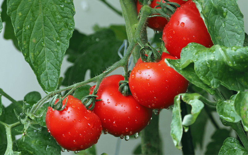 Lycopene-Rich Tomatoes The Iron-Balancing FruitLycopene-Rich Tomatoes The Iron-Balancing Fruit