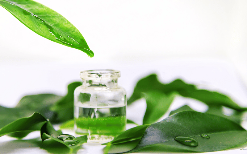 Tea Tree Oil The Aromatic Solution to Inflammation