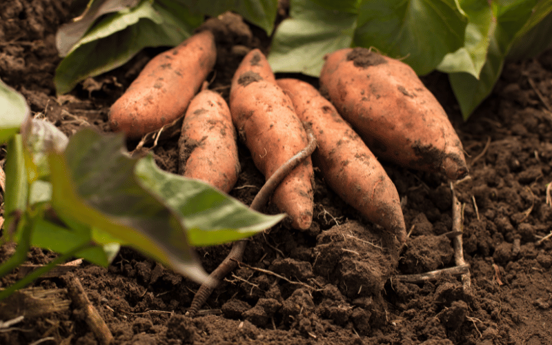 Sweet Potatoes A Nutritious Carbohydrate Option