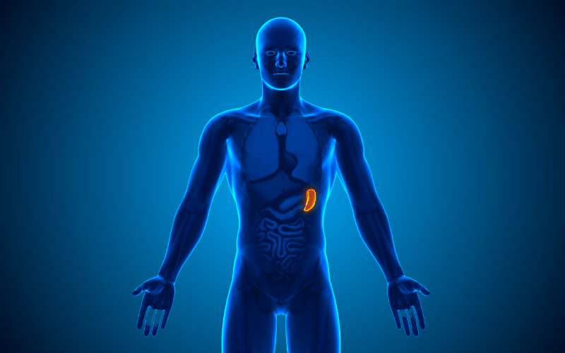 Enlarged Spleen (Splenomegaly) The Overflow Effect