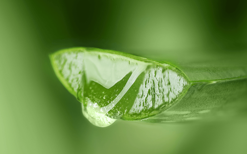 Aloe Vera