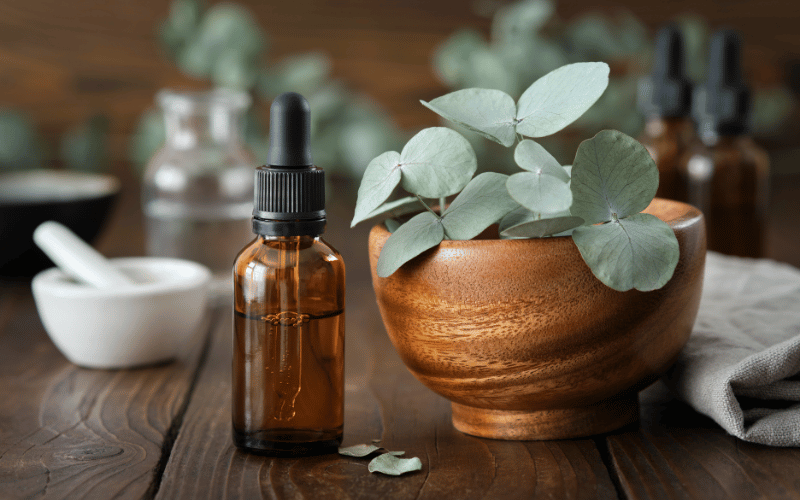 Eucalyptus Oil The Respiratory Revitalizer