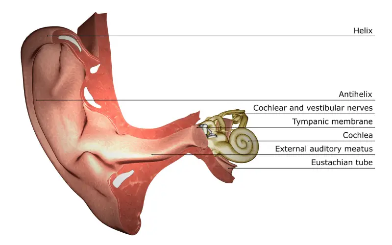 Eustachian Tube Anatomy A Vital Gateway in Ear Health