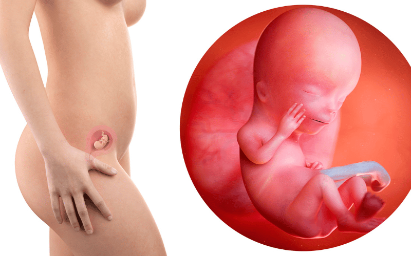 Fetal Development and Long-term Health