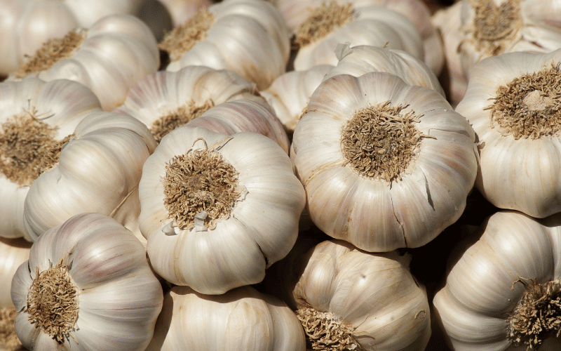 Garlic