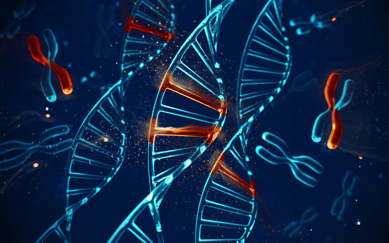 Genetic Roots and Chromosomal Dynamics