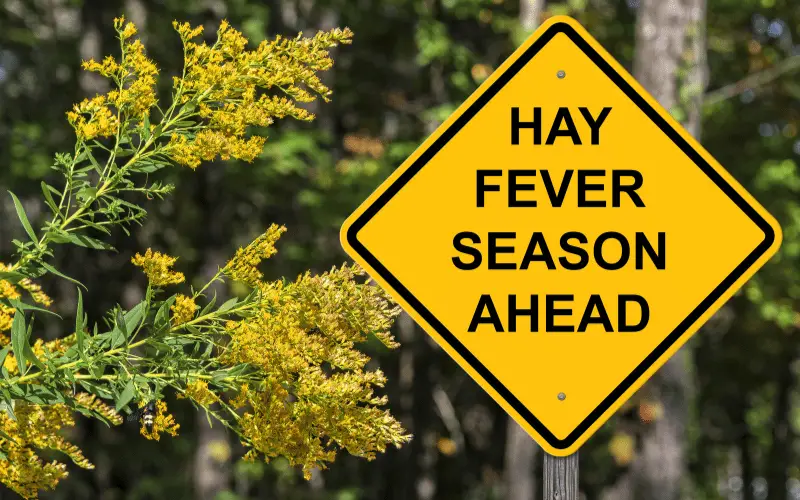 Navigating the Seasonal Sniffles - Understanding Hay Fever and Home Remedies