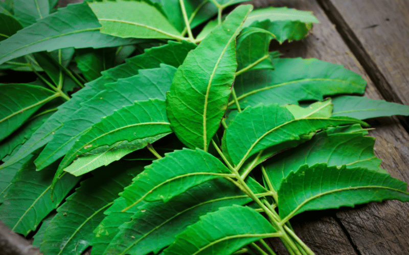 Neem Leaves