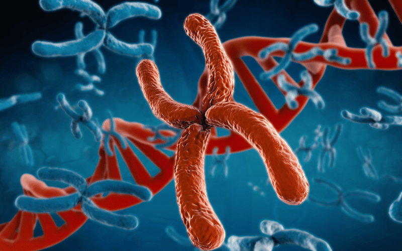 The Genetic Connection JAK2 Mutations and PV Prognosis